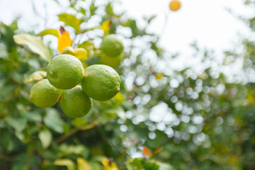 natural green trees and bushes background with path