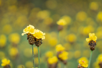 Obraz premium Tall Yellow-eyed Grass flower in field.