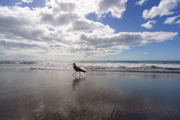 Seagull walking at the beach