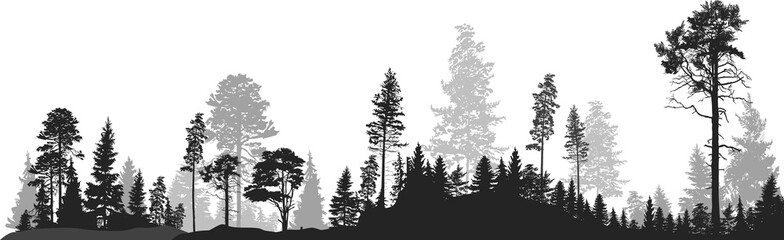 panorama of high grey fir trees forest on white - obrazy, fototapety, plakaty