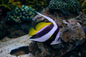 Fototapeta na wymiar Beautiful fish in the aquarium on decoration of aquatic plants background. Bright red striped fish in corals underwater sea.