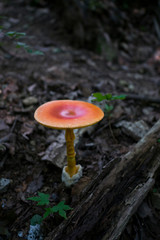 mushroom