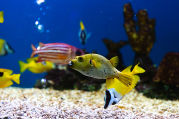 Close up beautiful fish in the aquarium on decoration of aquatic plants background. A colorful  fish in fish tank.