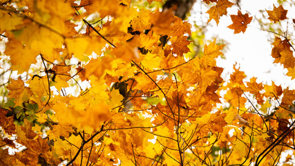 Group of yellow Maple leaf or Acer pseudoplatanus. The wind is blowing a Maple leaves are changing colors in the autumn with blur background,Nature concept.