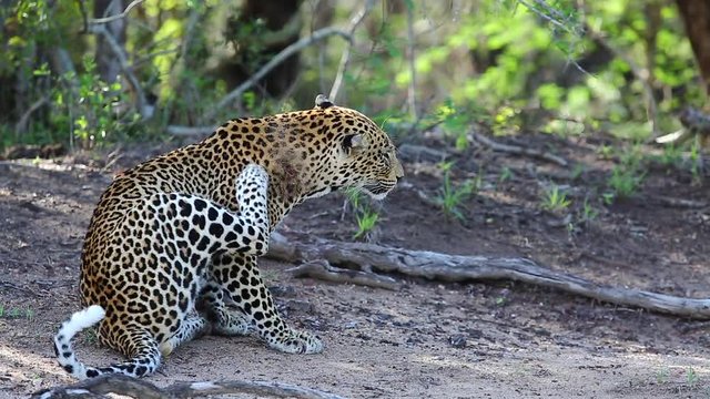 A wild male leopard scratches an injury to the neck and then licks his paw before he moves off into the thicket