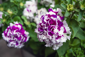 Purple labellia flower