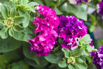 Purple labellia flower