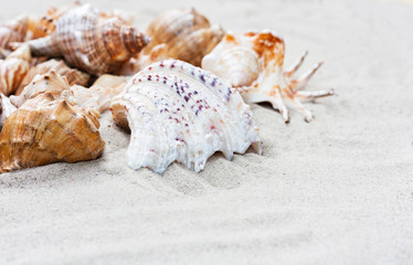 Summer background with copy space for text - seashells on the sand, beach in Thailand 
