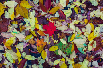Single vibrant red maple leaf alone in a pile of yellow leaves