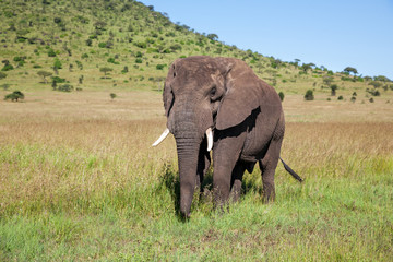 Elephant bull walking in Serengeti National Park in Tanzania