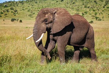 Naklejka na ściany i meble Elephant bull walking in Serengeti National Park in Tanzania