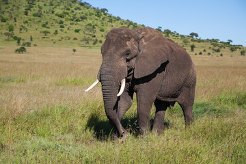 Elephant bull walking in Serengeti National Park in Tanzania