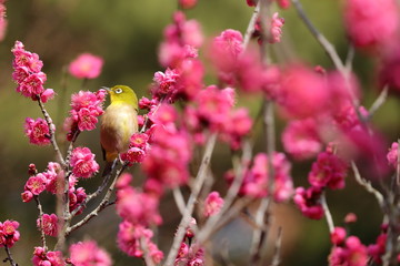 紅梅とメジロ