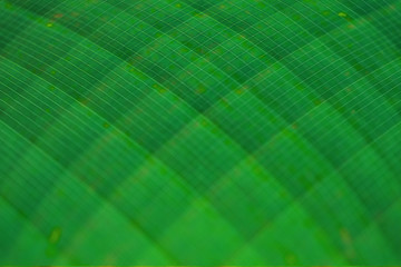 Beautiful abstract close up to banana's leaf green pattern background from tropical forest.