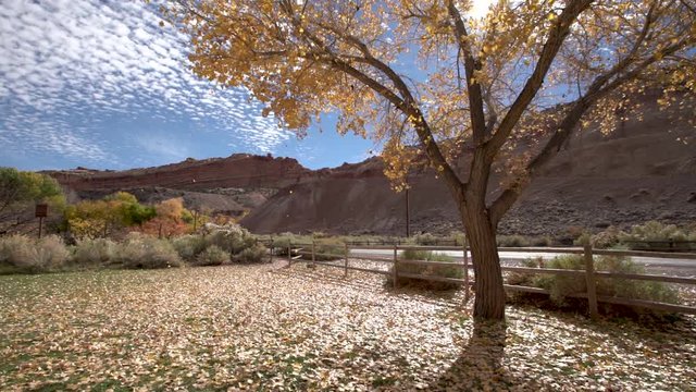Slow motion shot of leaves falling from a cottonwood tree in fall season
