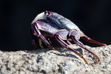 TIERE_6685_rote_Klippenkrabbe