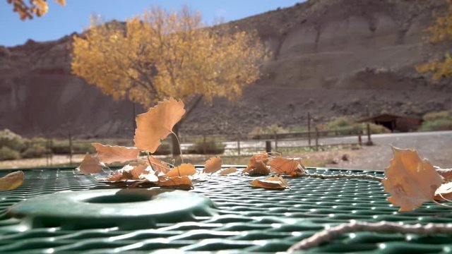 Slow motion shot of man picking up fallen leaves from outdoor table in national park with tree in background
