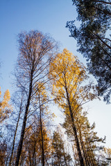Fototapeta premium Pine trees at the forest