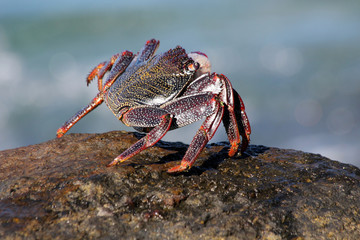TIERE_6812_rote_Klippenkrabbe