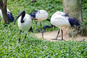 Naklejka premium Sacred Ibis, Fresh water birds