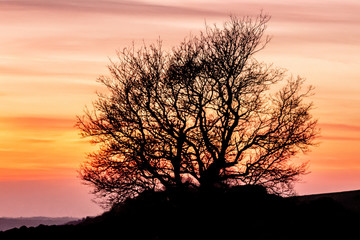 Fototapeta na wymiar tree silhouette with beautiful sunset taken at Hadleigh Castle, Essex