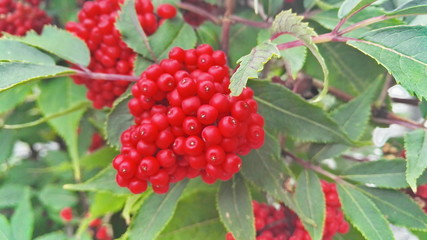 Ripe red elderberry (Sambucus racemosa) berries with green leaves.