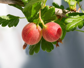 Gooseberries on a branch in the garden.