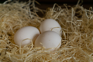 Fresh laid chicken eggs in the straw