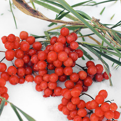 Kalina and snow. Viburnum