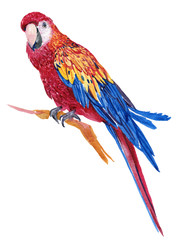 Big macaw parrot, exotic birds.watercolor hand painting on isolated white background
