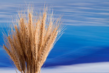 Sheaf of wheat on the blue background