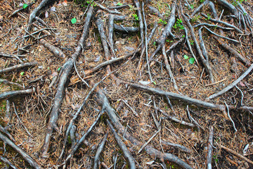 Pine tree roots. Abstract botanical background.