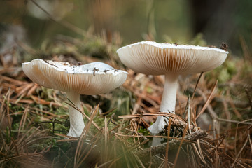Pilze im Kiefernwald
