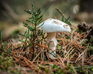 Pilz mit Kiefernschößling