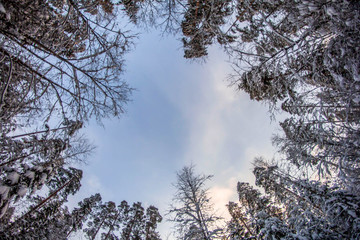 A circle of trees covered with snow in front of the blue winter sky, wide-angle photograph 