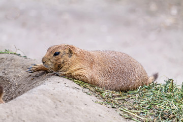 Little prairie dog