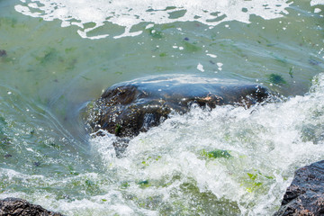 Obraz premium Sea waves crashing on the rocks. Black sea. Bulgaria