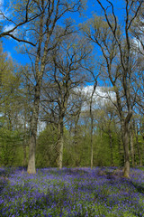 Spring wood