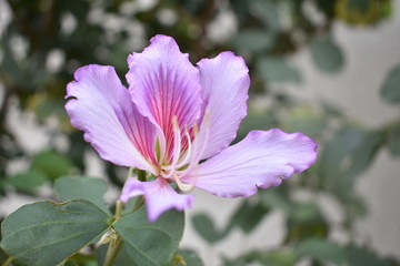 Fototapeta premium pink flower in the garden