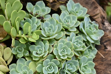 bouquet of white roses