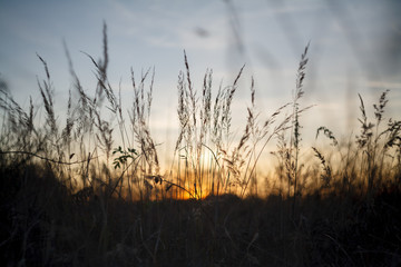 Obraz premium sunset over grass
