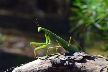 praying mantis