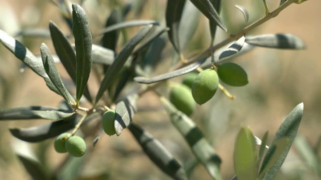 Olives on an olive tree in a sunny summer. Seasonal image.