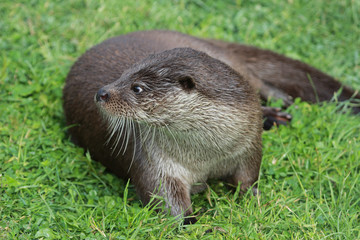 Otter