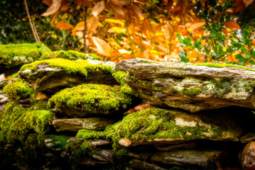 Autumn landscape in forest