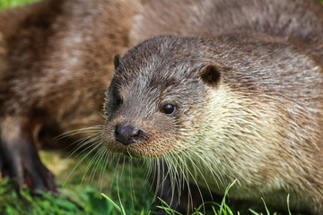 Otter