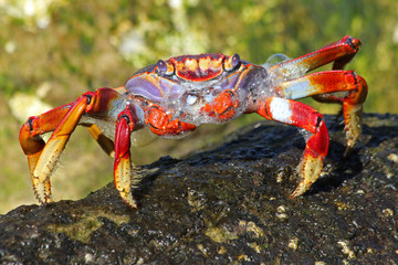 TIERE_7168_rote_Klippenkrabbe