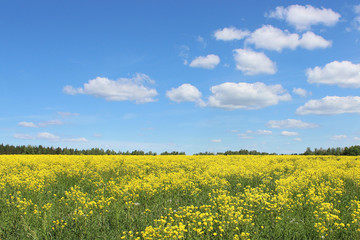Fototapeta premium a yellow rape field in the summer