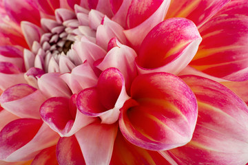 Aster flower head closeup