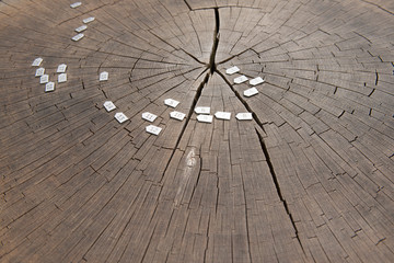 Cross section through a tree, section of showing annual growth rings, heartwood